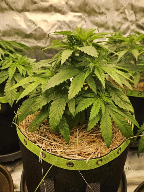Cherry Dream - Kannabia - Winter Grow. Week 5