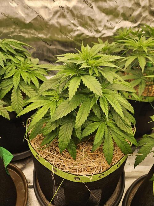 Cherry Dream - Kannabia - Winter Grow. Week 5