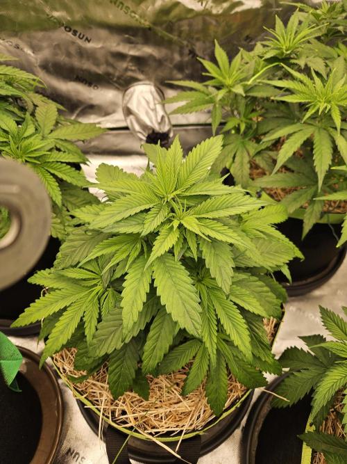 Cherry Dream - Kannabia - Winter Grow. Week 5