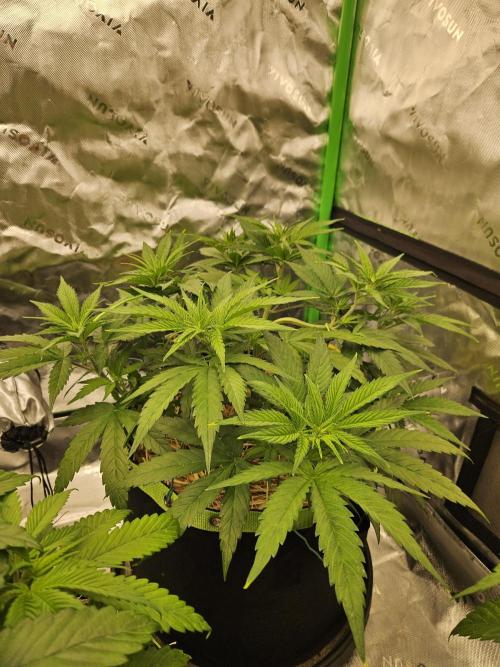 Hellfire OG - Kannabia - Winter Grow. Week 5