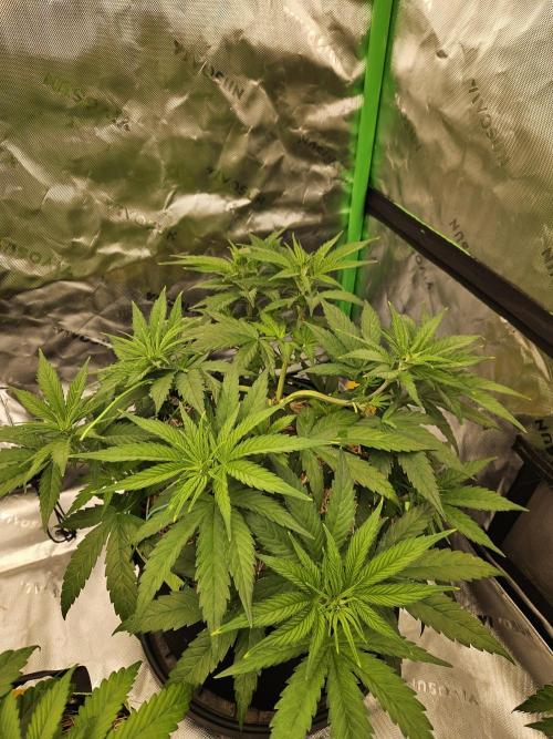 Hellfire OG - Kannabia - Winter Grow. Week 5