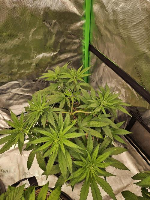 Hellfire OG - Kannabia - Winter Grow. Week 5