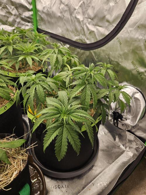 Hellfire OG - Kannabia - Winter Grow. Week 5