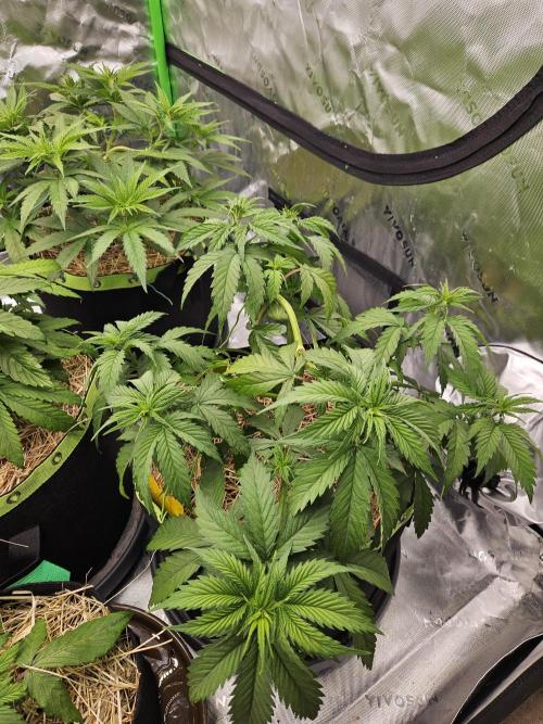 Hellfire OG - Kannabia - Winter Grow. Week 5