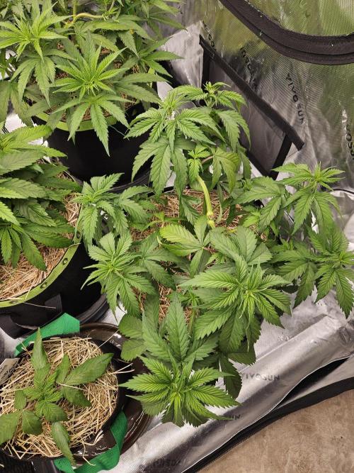 Hellfire OG - Kannabia - Winter Grow. Week 5