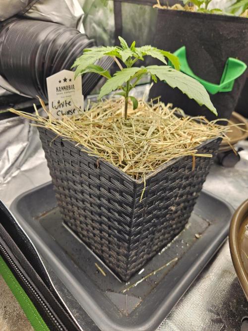 White Cheese Auto Winter grow. Week 2