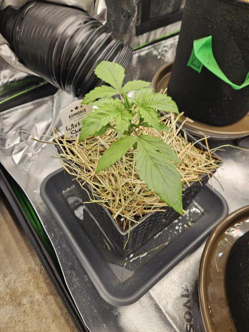 White Cheese Auto Winter grow. Week 2