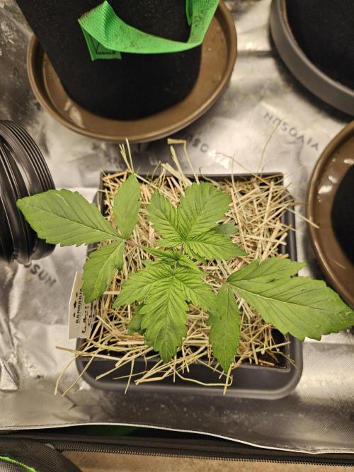 White Cheese Auto Winter grow. Week 2