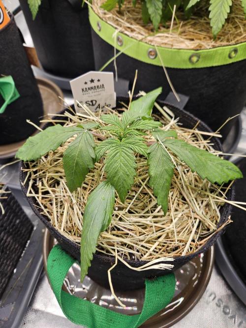 California Sour Diesel Auto Winter grow. Week 2