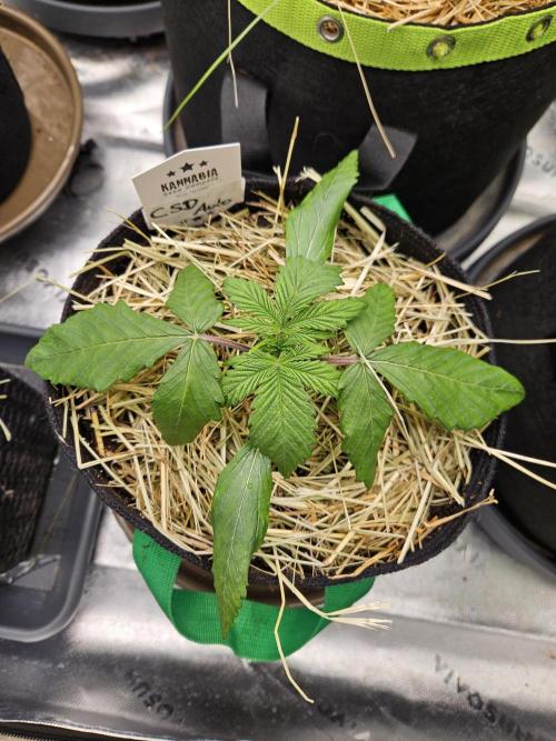 California Sour Diesel Auto Winter grow. Week 2