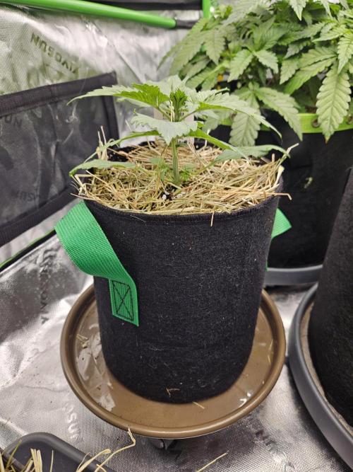 Gorilla Cookies Auto - Winter grow. Week 2