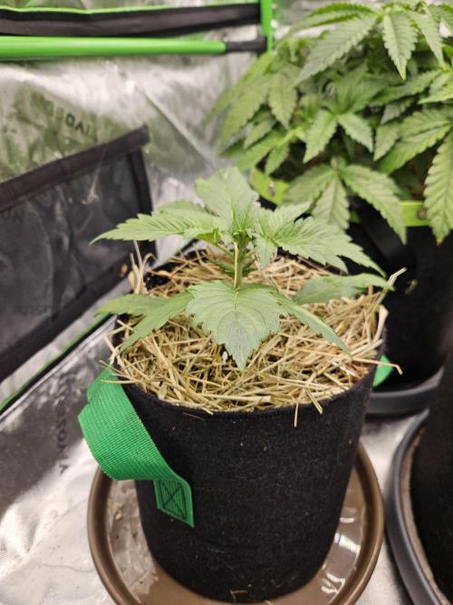 Gorilla Cookies Auto - Winter grow. Week 2