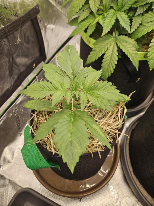 Gorilla Cookies Auto - Winter grow. Week 2
