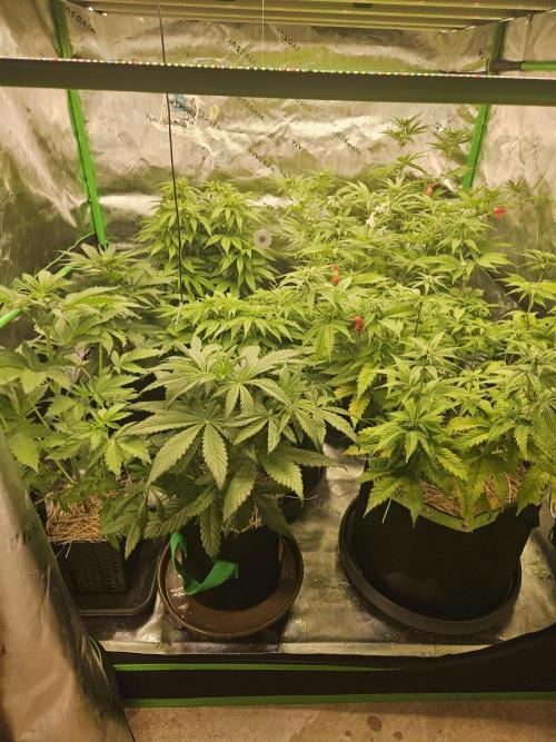 Cherry Dream - Kannabia - Winter Grow. Week 7