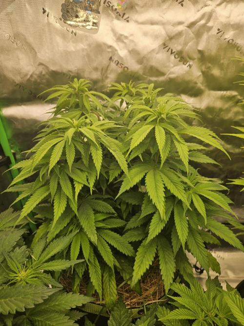 Cherry Dream - Kannabia - Winter Grow. Week 7