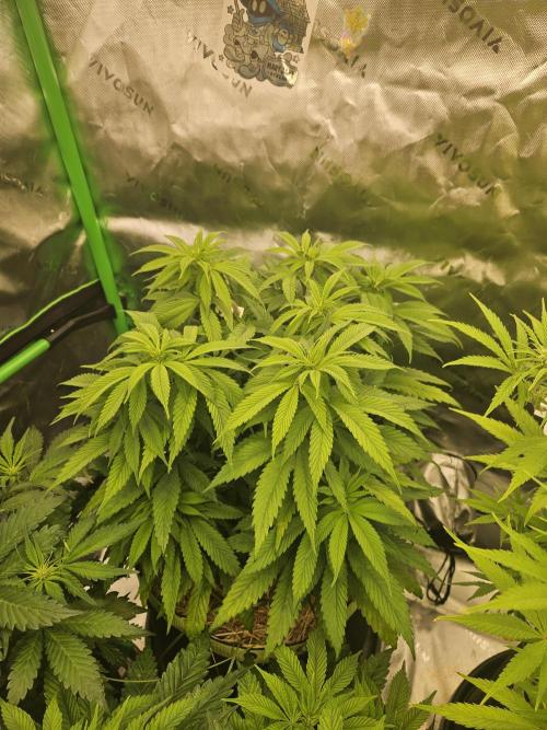 Cherry Dream - Kannabia - Winter Grow. Week 7