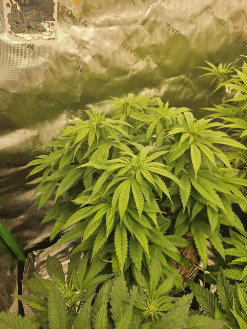 Cherry Dream - Kannabia - Winter Grow. Week 7