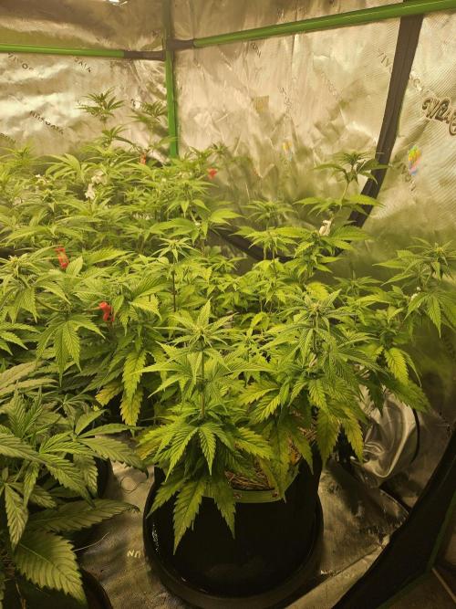 Hellfire OG - Kannabia - Winter Grow. Week 7