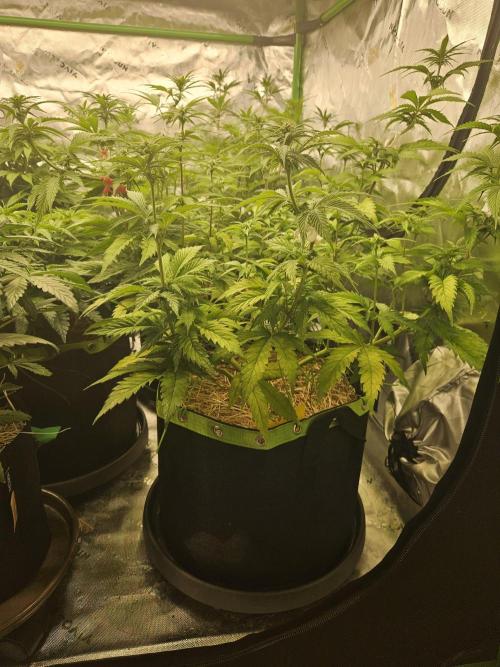 Hellfire OG - Kannabia - Winter Grow. Week 7