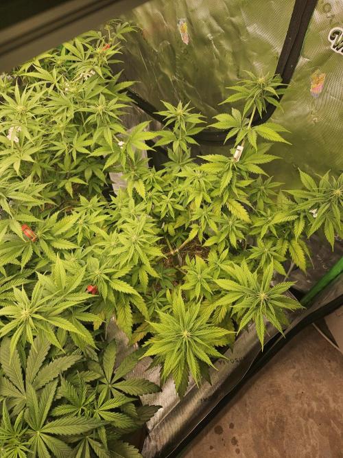 Hellfire OG - Kannabia - Winter Grow. Week 7