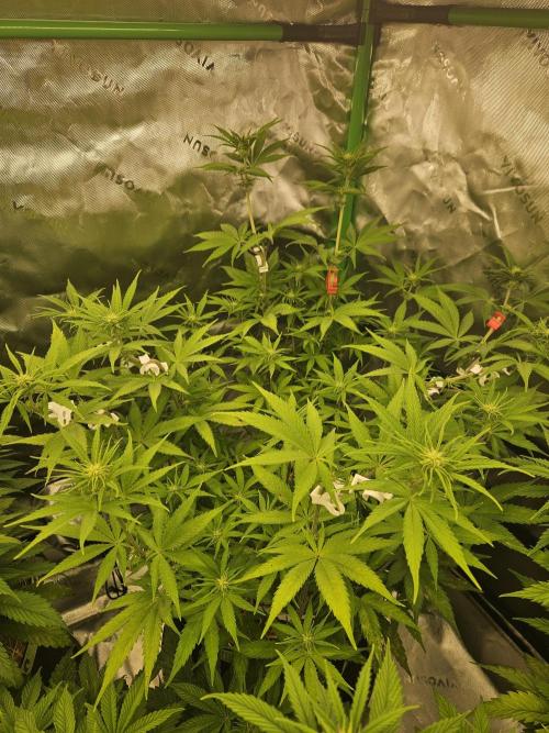 Hellfire OG - Kannabia - Winter Grow. Week 7