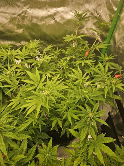 Hellfire OG - Kannabia - Winter Grow. Week 7