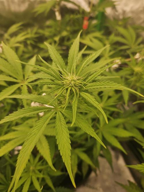 Hellfire OG - Kannabia - Winter Grow. Week 7