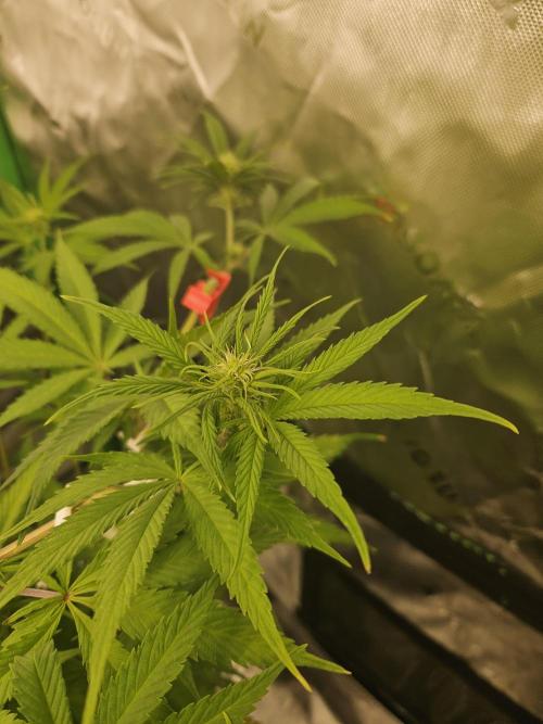 Hellfire OG - Kannabia - Winter Grow. Week 7