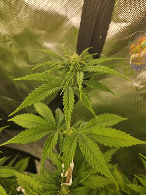Hellfire OG - Kannabia - Winter Grow. Week 7