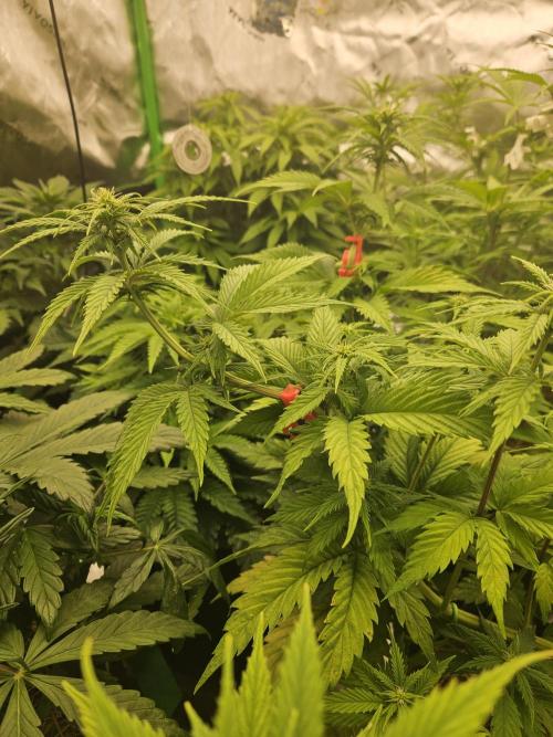 Hellfire OG - Kannabia - Winter Grow. Week 7