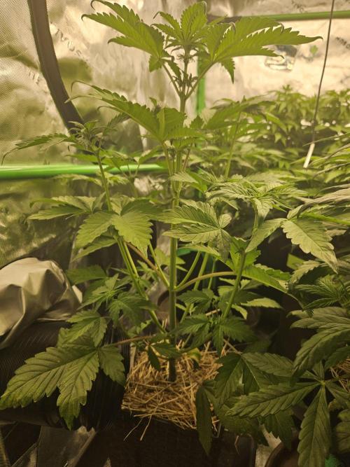 White Cheese Auto Winter grow. Week 4
