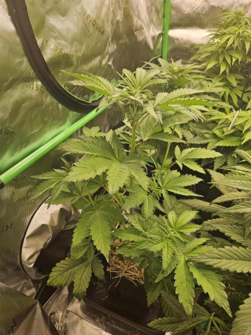 White Cheese Auto Winter grow. Week 4