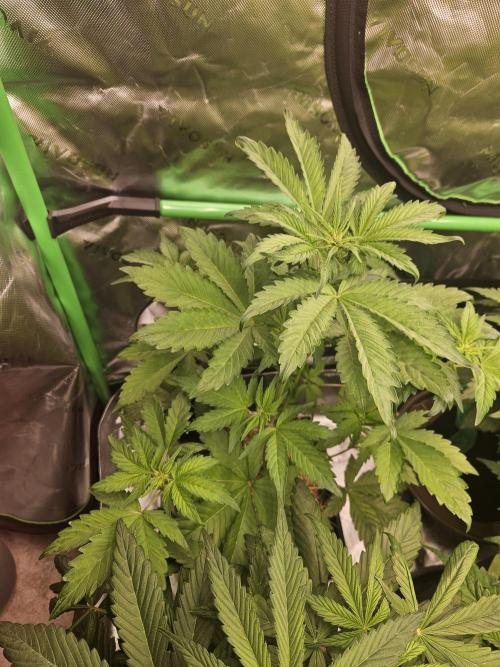 White Cheese Auto Winter grow. Week 4