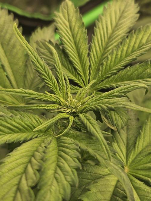 White Cheese Auto. Week 4