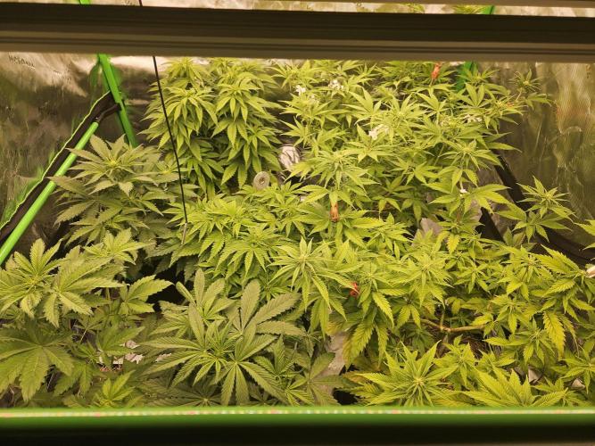 California Sour Diesel Auto Winter grow. Week 4