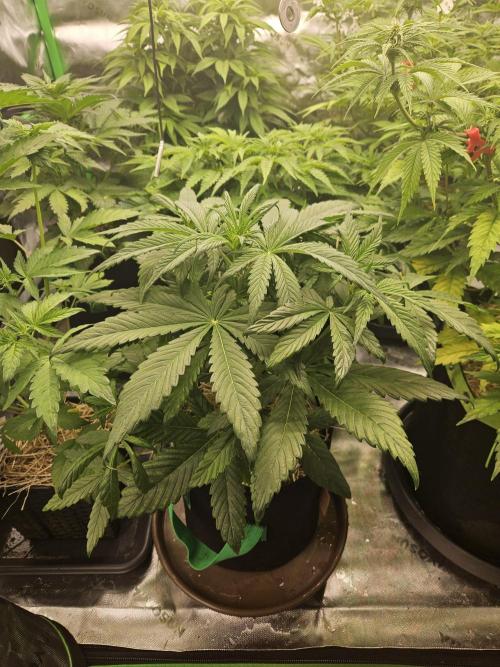 California Sour Diesel Auto Winter grow. Week 4