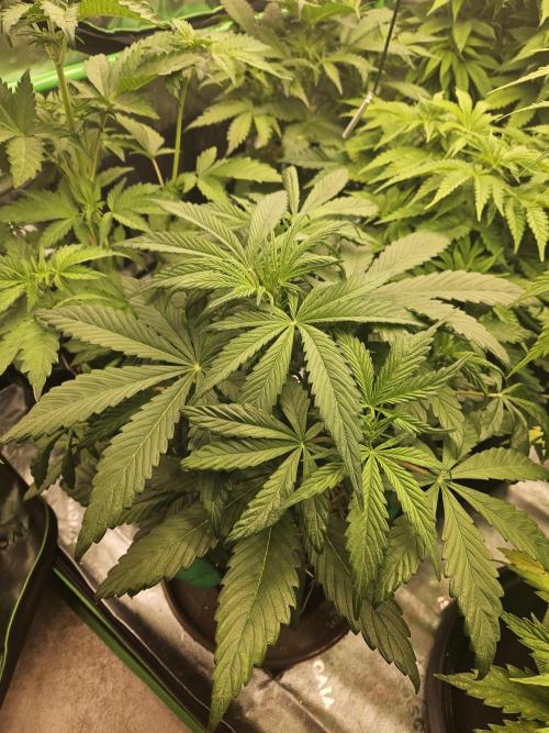 California Sour Diesel Auto Winter grow. Week 4