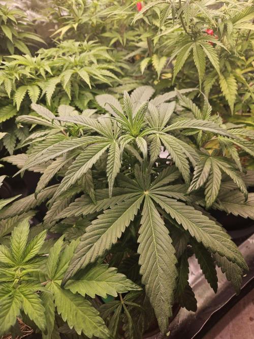 California Sour Diesel Auto Winter grow. Week 4