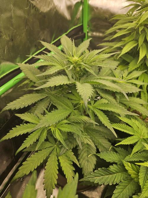 Gorilla Cookies Auto - Winter grow. Week 4