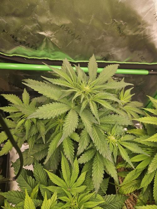 Gorilla Cookies Auto - Winter grow. Week 4