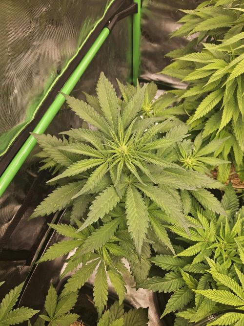 Gorilla Cookies Auto - Winter grow. Week 4