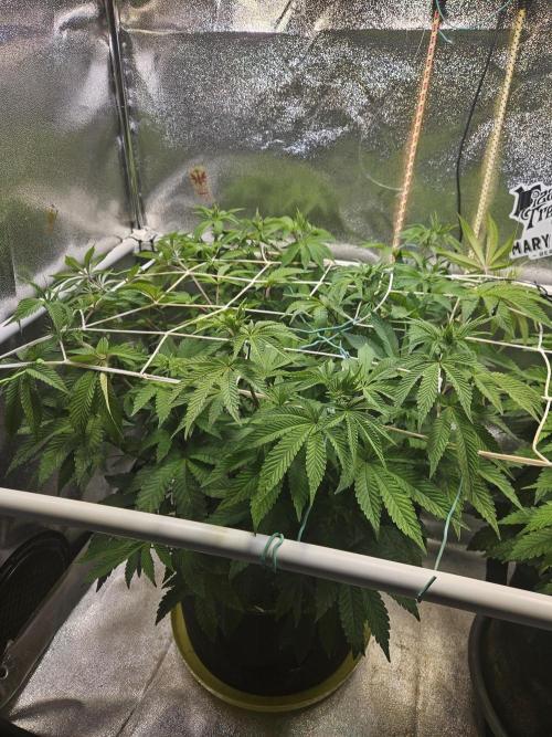 Honeycomp Pave - Compound - Winter Grow. Week 7