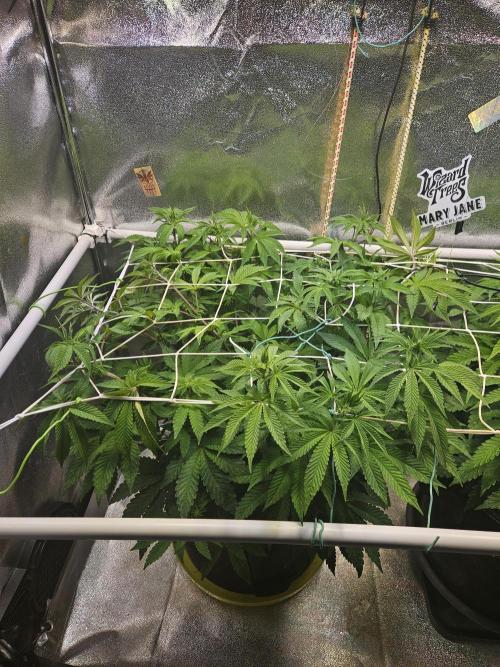 Honeycomp Pave - Compound - Winter Grow. Week 7
