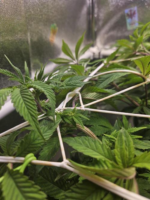 Honeycomp Pave - Compound - Winter Grow. Week 7
