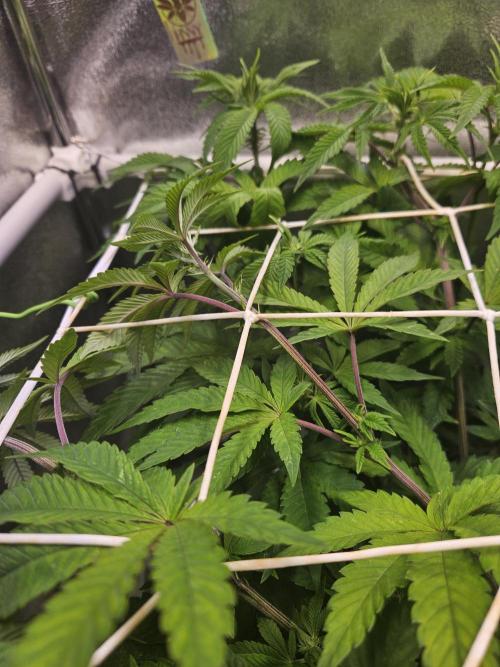 Honeycomp Pave - Compound - Winter Grow. Week 7