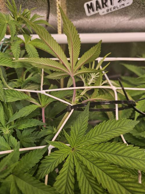 Honeycomp Pave - Compound - Winter Grow. Week 7
