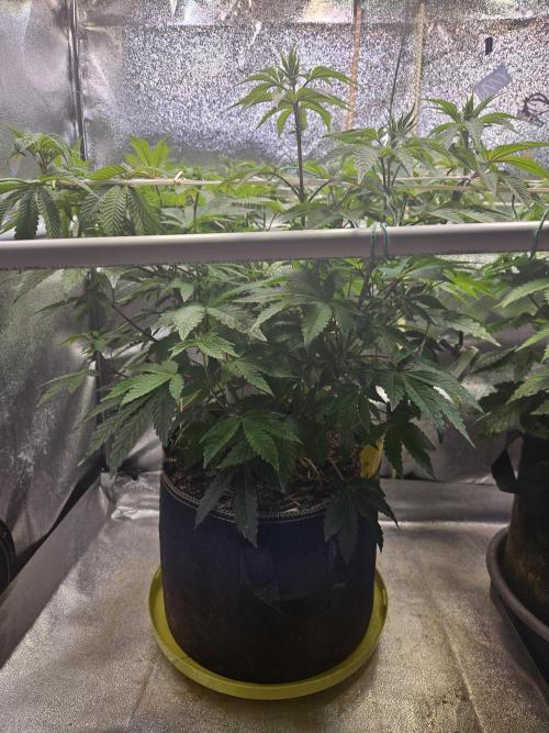 Honeycomb Pave. Week 7