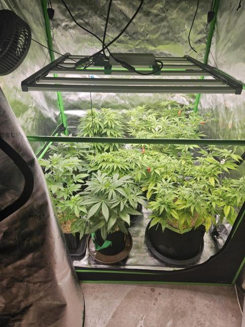 Velvet Kir Royal - HnnyHmp - Winter Grow. Week 7