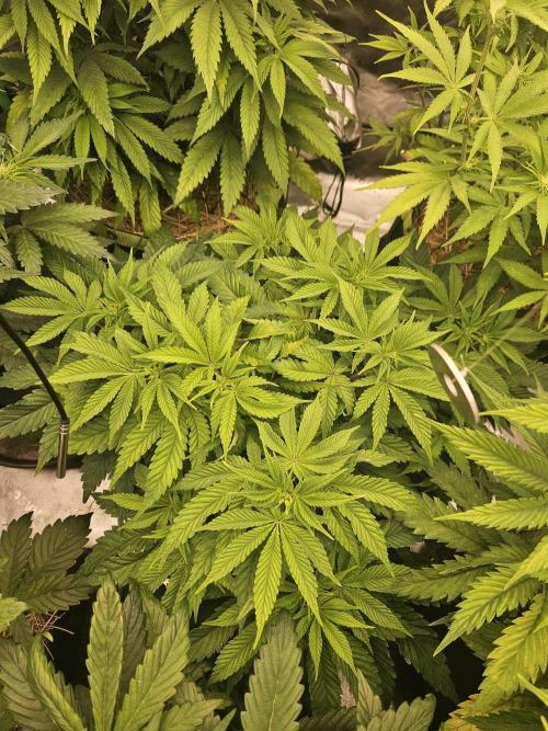 Velvet Kir Royal - HnnyHmp - Winter Grow. Week 7