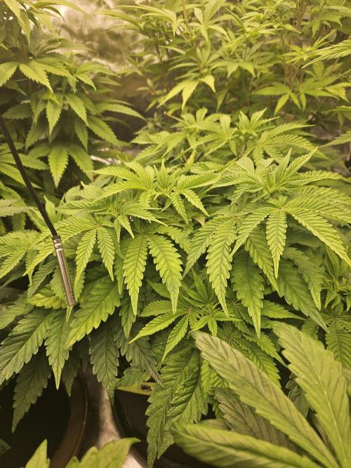 Velvet Kir Royal - HnnyHmp - Winter Grow. Week 7